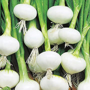 White Sweet Spanish Onion Seeds