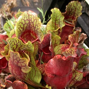 Purple Pitcher Sarracenia Purpurea Seeds, Herbal
