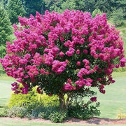 Queen's Crape Myrtle Lagerstroemia speciosa Seeds