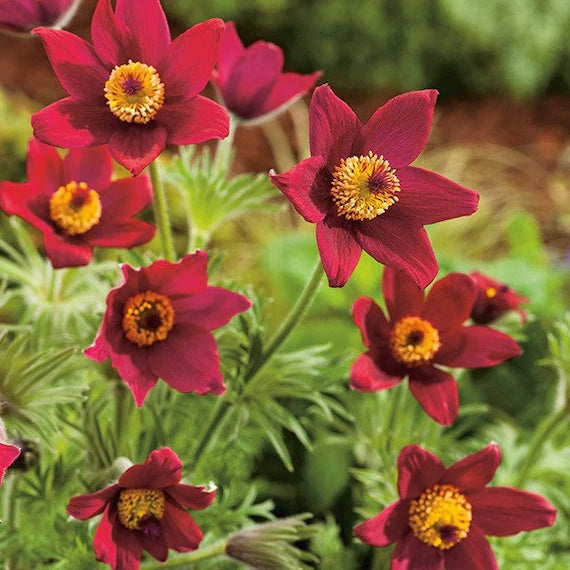 Red Pulsatilla Anemone Seeds