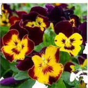 Brown Yellow Pansy Seeds