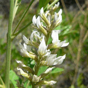 American White Licorice Seeds, Herbal