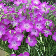 Githago Pink Agrostemma Seeds