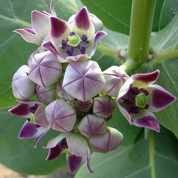 Gigantea Calotropis Seeds, Herbal