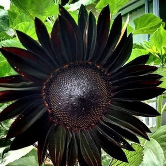 Black Sunflower Seeds