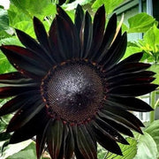 Black Sunflower Seeds