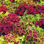 Deep Red Coleus Seeds