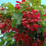 Acer tataricum Tatarian Maple Seeds, Herbal