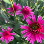 Organic Pollinator Coneflower Seeds