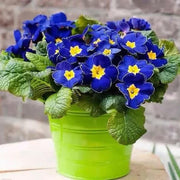 Blue Yellow Primula Seeds