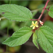 Egyptian Spinach Jute Seeds