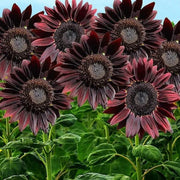 Chocolate Cherry Sunflower Seeds