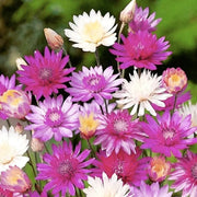 Mixed Xeranthemum Seeds