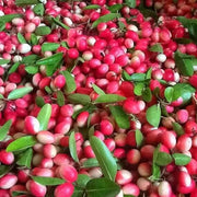 Carissa Berry Seeds