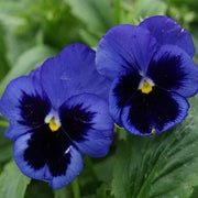 Deep Blue Pansy Seeds