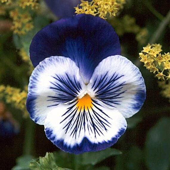 Blue & White Pansy Seeds