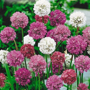 Colorful Blooms Mix Armeria Seeds