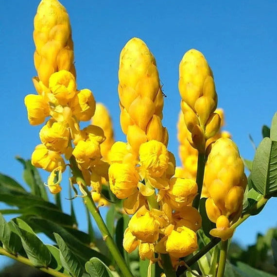 Drought & Heat Tolerant Senna Alata Seeds