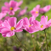 Hybrid Cosmos Seeds