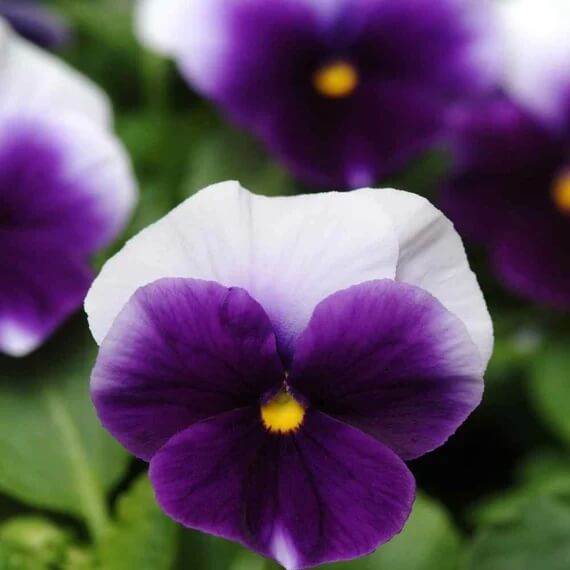 Pansy Swiss Giant Ullswater Beaconsfield Seeds