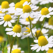 Roman Chamomile Seeds, Herbal