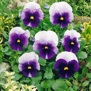 Pansy Swiss Giant Ullswater Beaconsfield Seeds