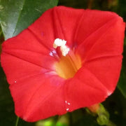 Wildflower Mix Ipomea Seeds