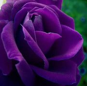 Fresh Ruby & Violet Rosa spp. Seeds