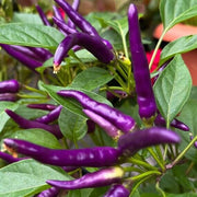 Buena Mulata Hot Pepper Seeds