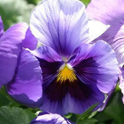 Purple Pansy Seeds