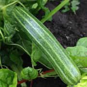 Cocozelle Squash Seeds