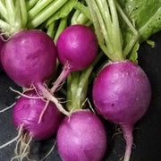 violet Radish Seeds