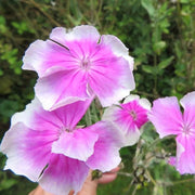 Angel's Blush Lychnis Coronaria Seeds
