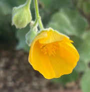 Bala Country Mallow Seeds, Herbal