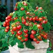 Tiny Tim Tomato Seeds