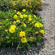 Wildflower Mix Oenothera Missouriensis Seeds