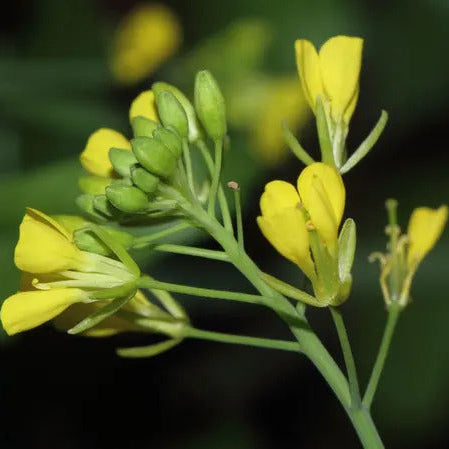 Brown Brassica Juncea Mustard Seeds, Herbal