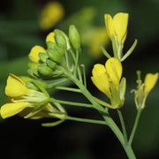 Brown Brassica Juncea Mustard Seeds, Herbal