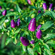 Little Blue Chilli Pepper Seeds