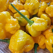 MOA Yellow Scotch Bonnet Pepper Seeds