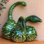 Speckled Swan Gourd Seeds