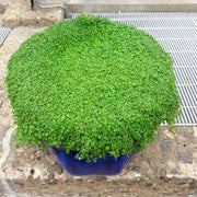 Corsican Mint Seeds