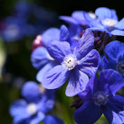 Anchusa Officinalis Seeds - Herbal Seeds