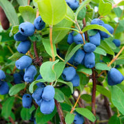 Blue Honeysuckle Honeyberry Seeds