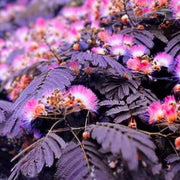 Chocolate Mimosa Seeds, Herbal