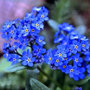 Heirloom Wildflower Myosotis Alpestris Seeds