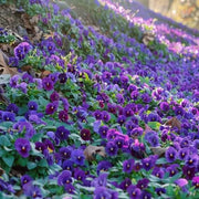 Purple Pansy Seeds