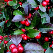 Red Berry Wintergreen Seeds, Herbal
