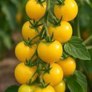 Gold Currant Tomato Seeds