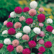 Globosa Mixed Gomphrena Seeds